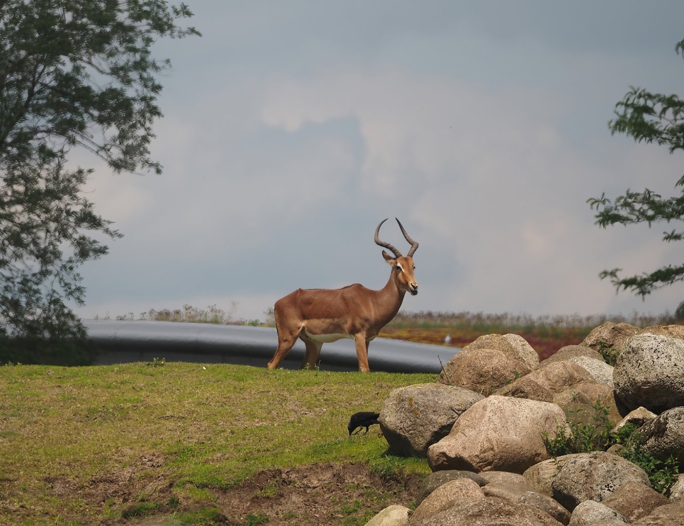 Serenga - Common impala (Aepyceros melampus melampus), 2024-06-23