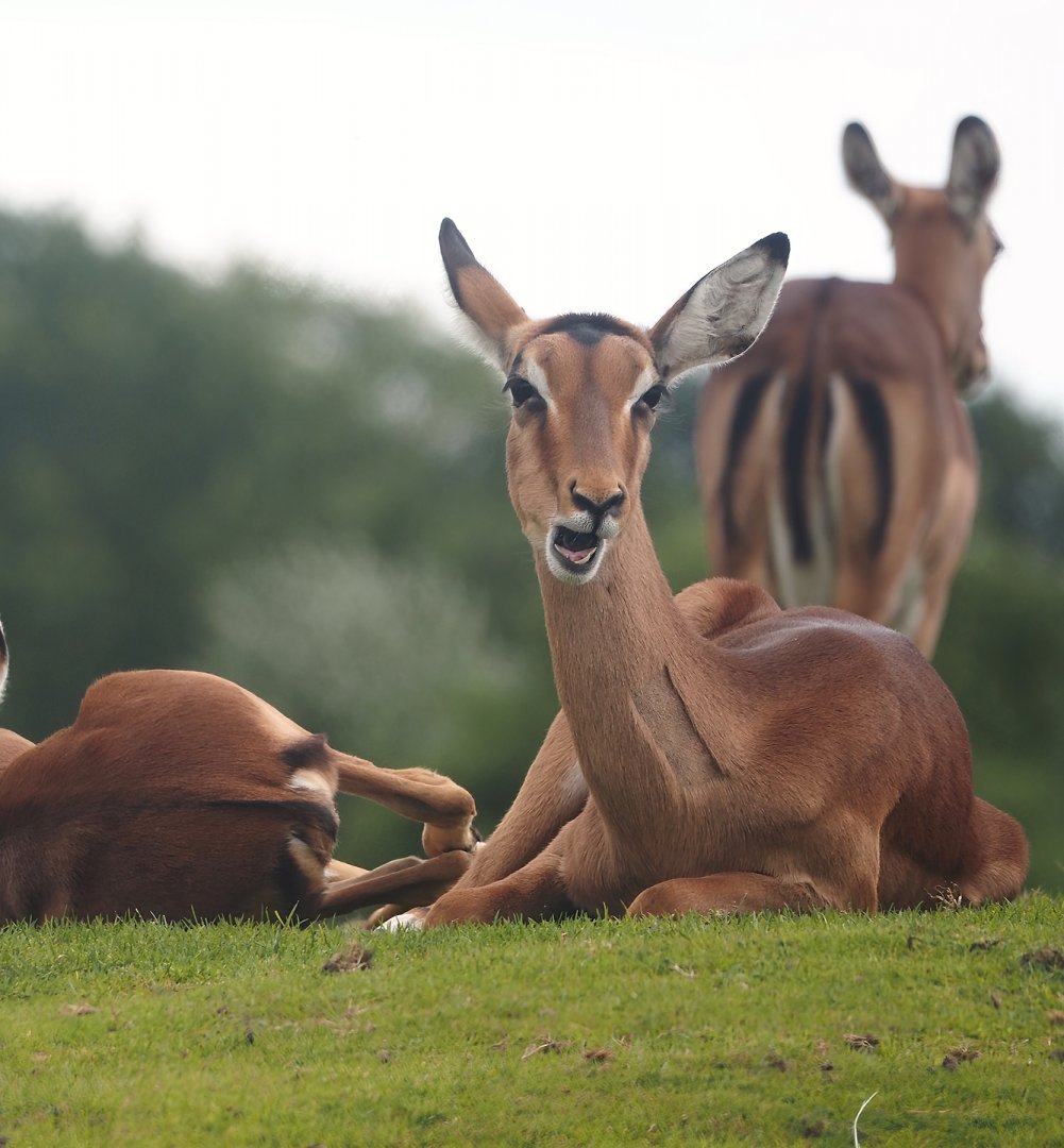 Serenga - Common impala (Aepyceros melampus melampus), 2024-06-23