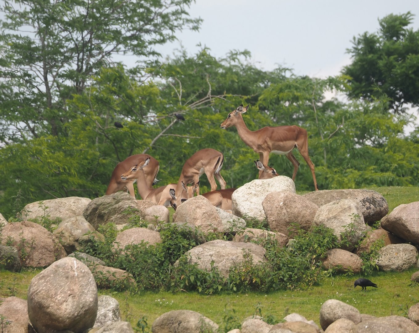 Serenga - Common impalas (Aepyceros melampus melampus), 2024-06-23