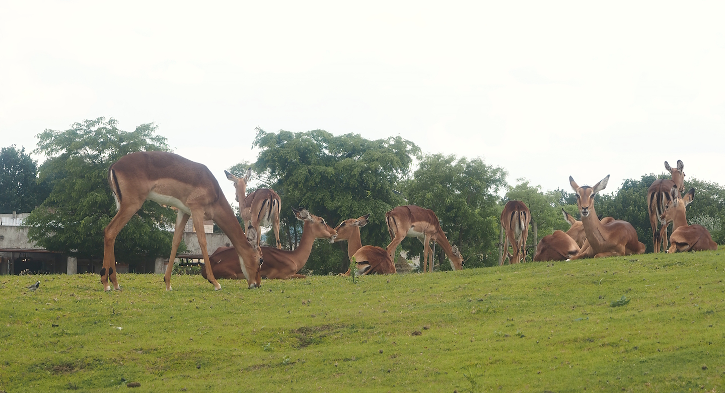 Serenga - Common impalas (Aepyceros melampus melampus), 2024-06-23