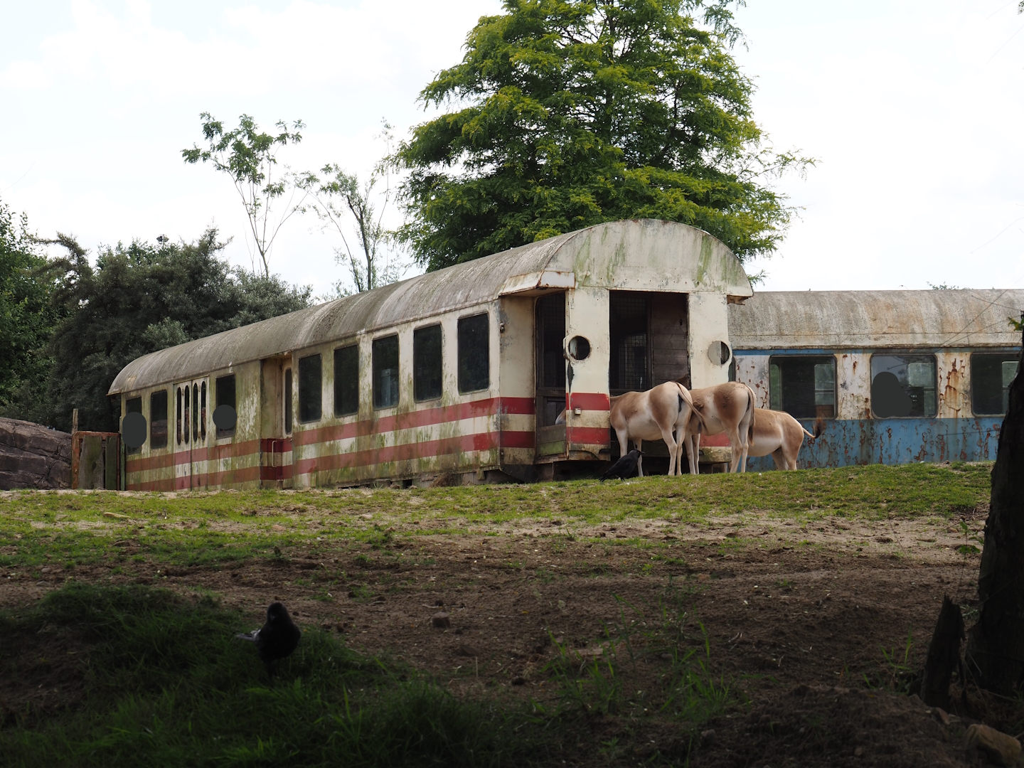 Serenga - Crashed train visitor area next to Domestic Bactrian camel and Persian onager exhibit, 2024-06-23
