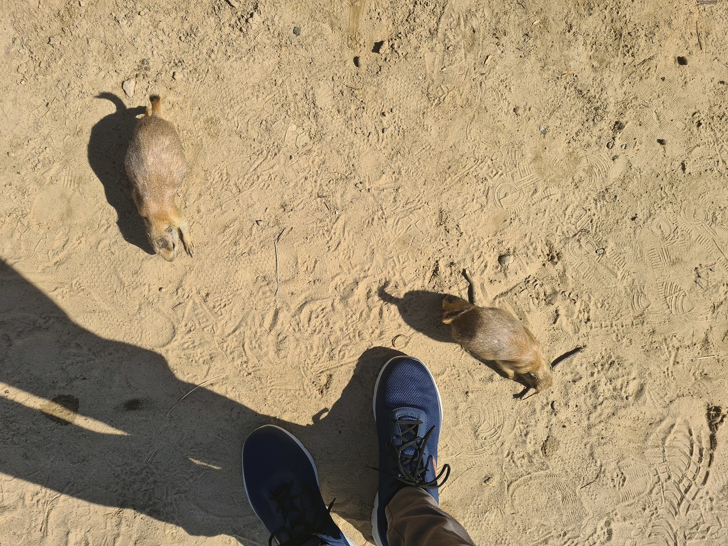 Serenga - Curious prairiedogs