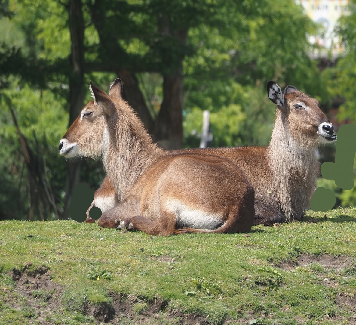 Serenga - Defassa waterbuck (Kobus ellipsiprymnus defassa), 2024-06-23