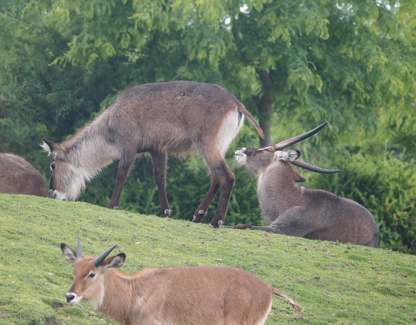 Serenga - Defassa waterbuck (Kobus ellipsiprymnus defassa), 2024-06-23