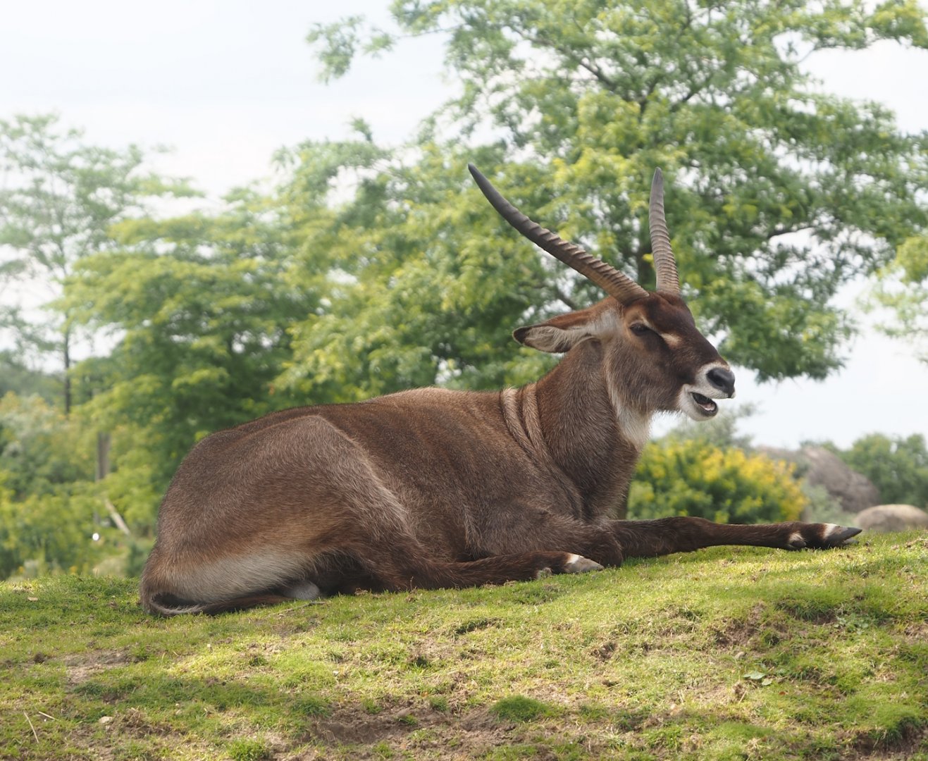 Serenga - Defassa waterbuck (Kobus ellipsiprymnus defassa), 2024-06-23