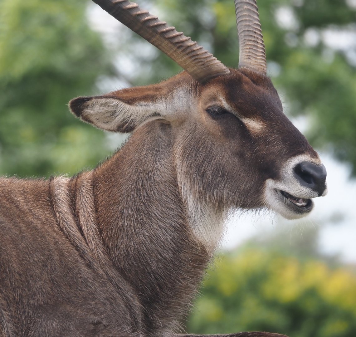 Serenga - Defassa waterbuck (Kobus ellipsiprymnus defassa), 2024-06-23