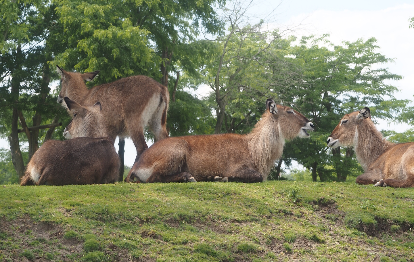 Serenga - Defassa waterbuck (Kobus ellipsiprymnus defassa), 2024-06-23