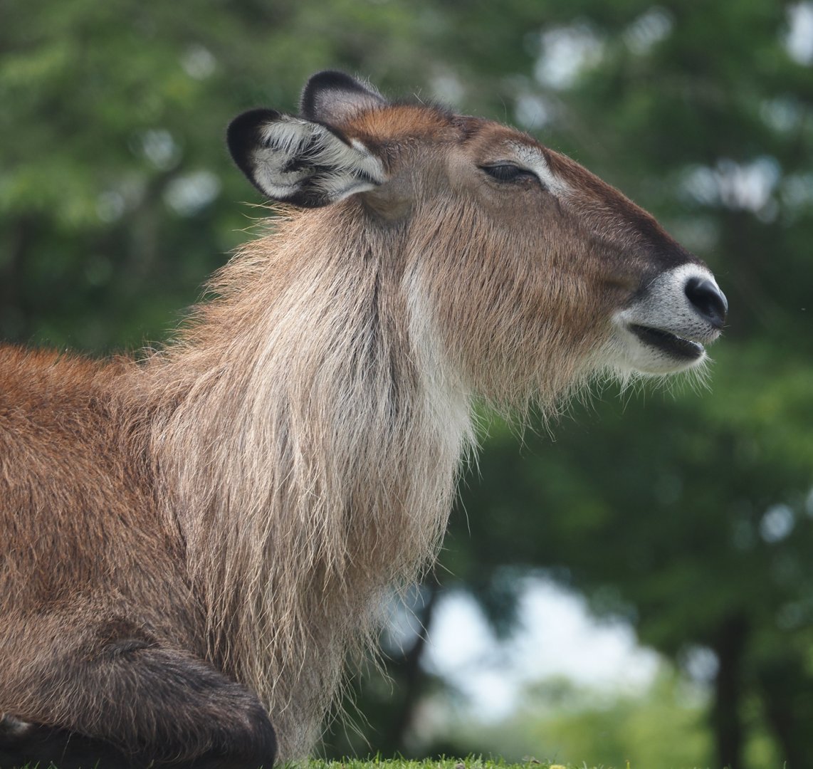 Serenga - Defassa waterbuck (Kobus ellipsiprymnus defassa), 2024-06-23