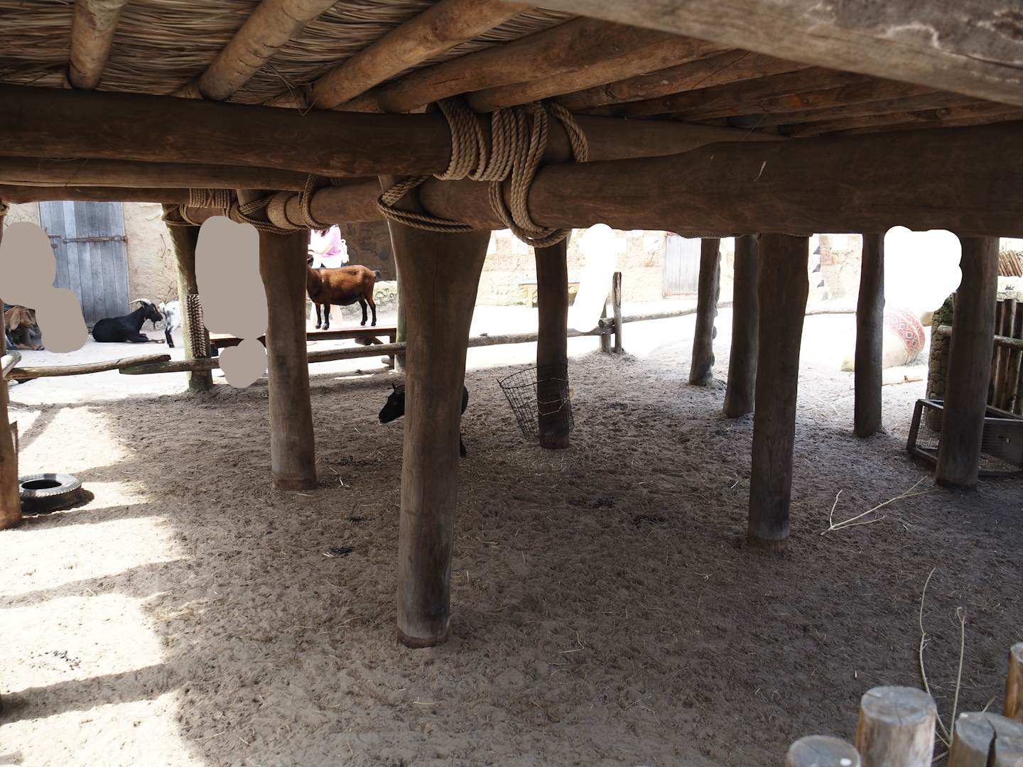Serenga - Dogon village - Anglo-Nubian goat and Pygmy goat shelter, 2024-06-23