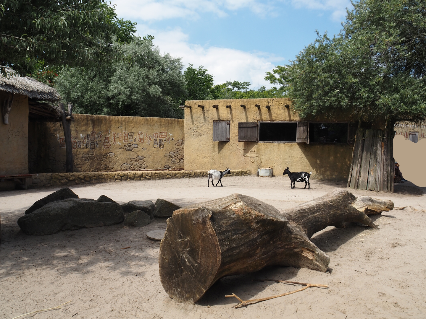 Serenga - Dogon village - Anglo-Nubian goat, Pygmy goat and Swedish flower chicken walk-through paddock, 2024-06-23
