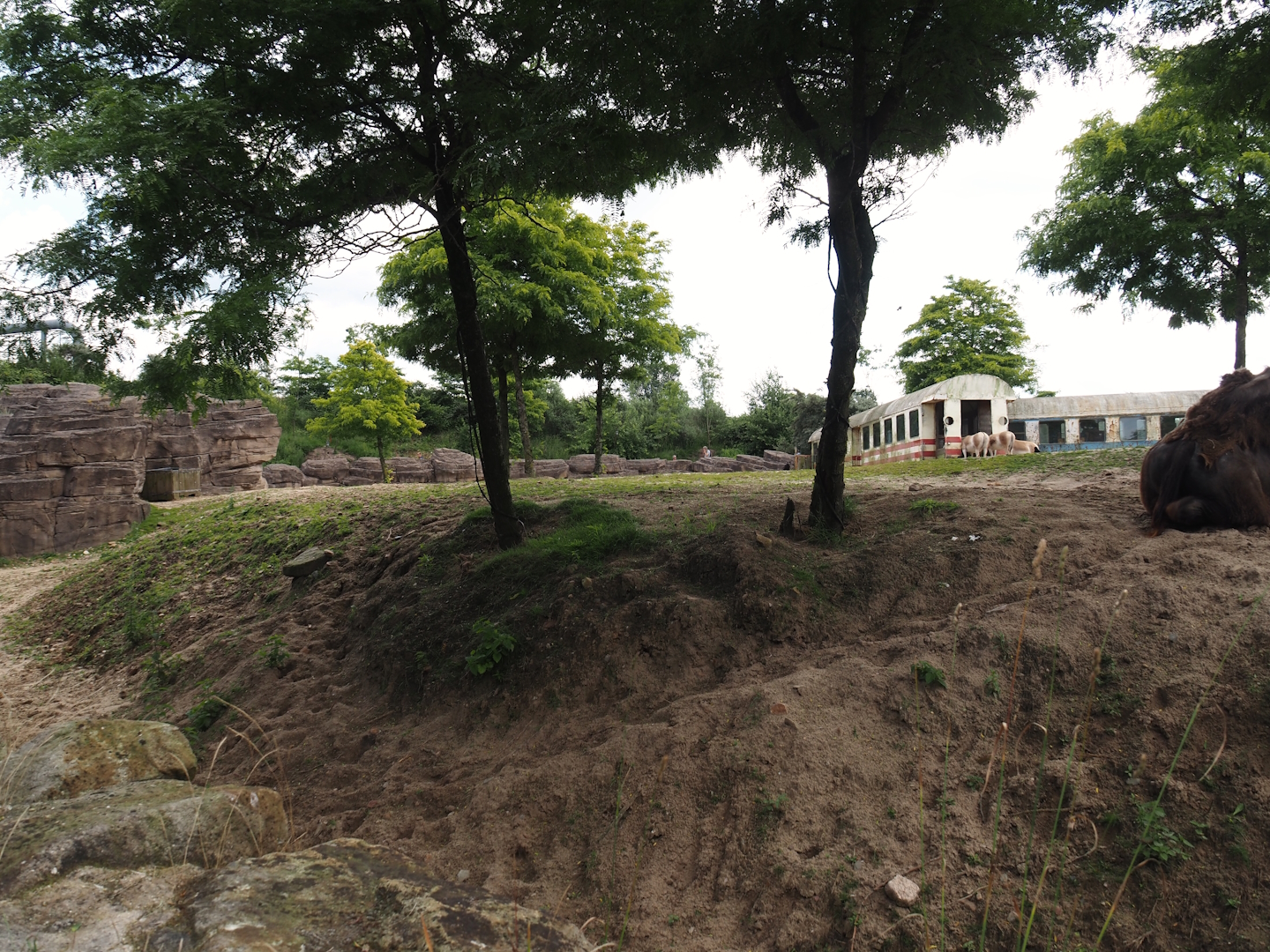 Serenga - Domestic Bactrian camel and Persian onager exhibit, 2024-06-23