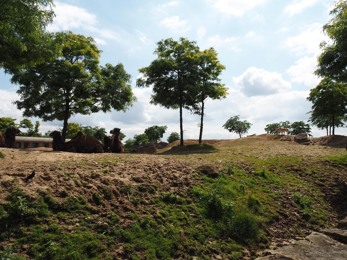 Serenga - Domestic Bactrian camel and Persian onager exhibit, 2024-06-23