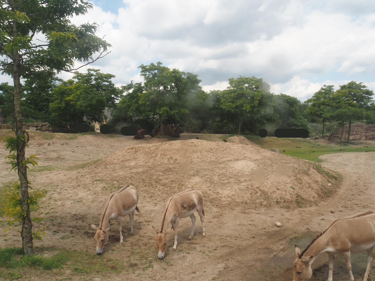 Serenga - Domestic Bactrian camel and Persian onager exhibit, 2024-06-23