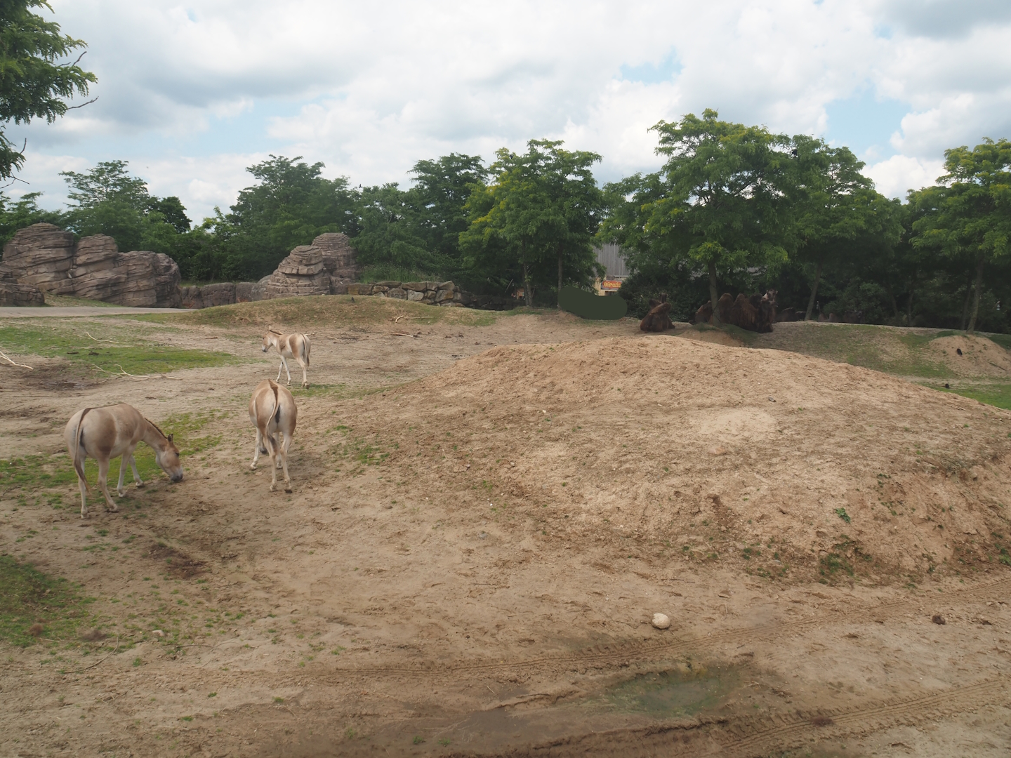 Serenga - Domestic Bactrian camel and Persian onager exhibit, 2024-06-23