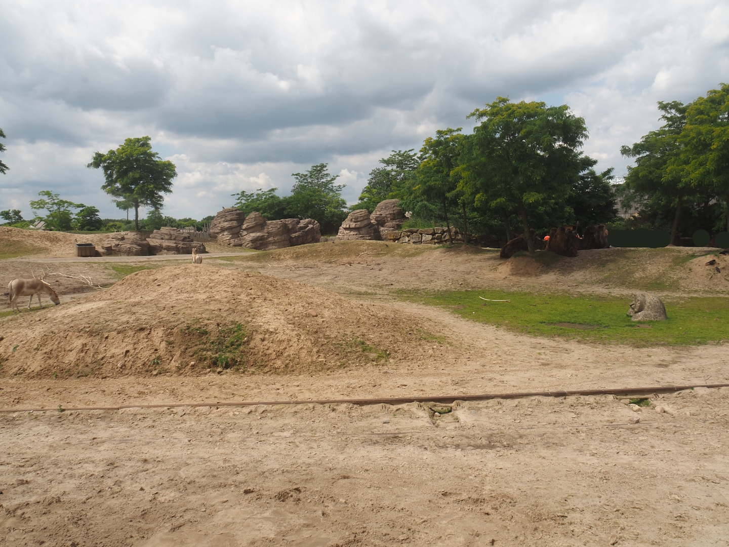 Serenga - Domestic Bactrian camel and Persian onager exhibit, 2024-06-23