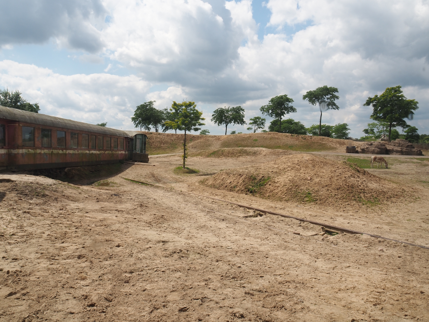 Serenga - Domestic Bactrian camel and Persian onager exhibit, 2024-06-23