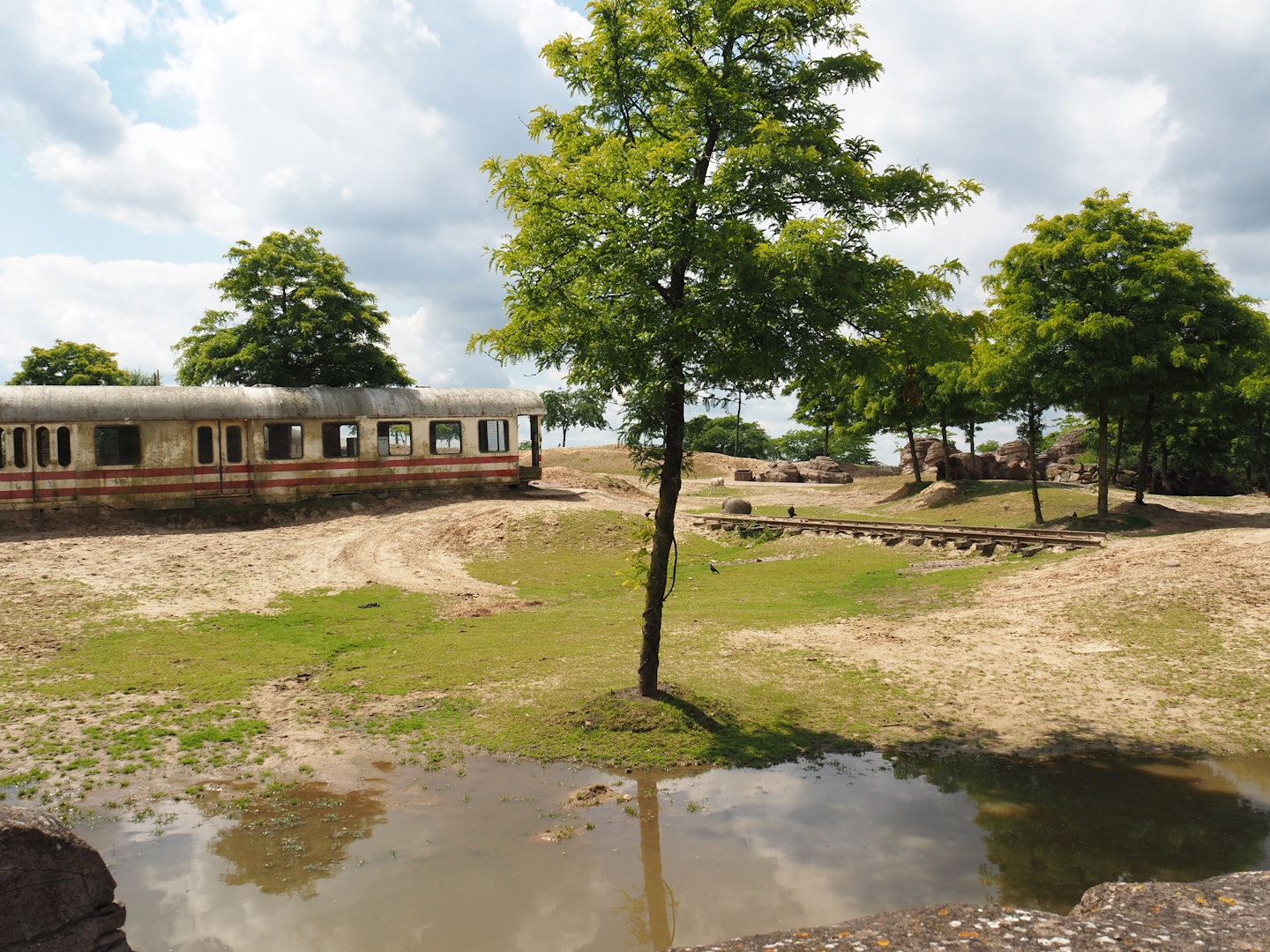 Serenga - Domestic Bactrian camel and Persian onager exhibit and derailed train viewing area, 2024-06-23
