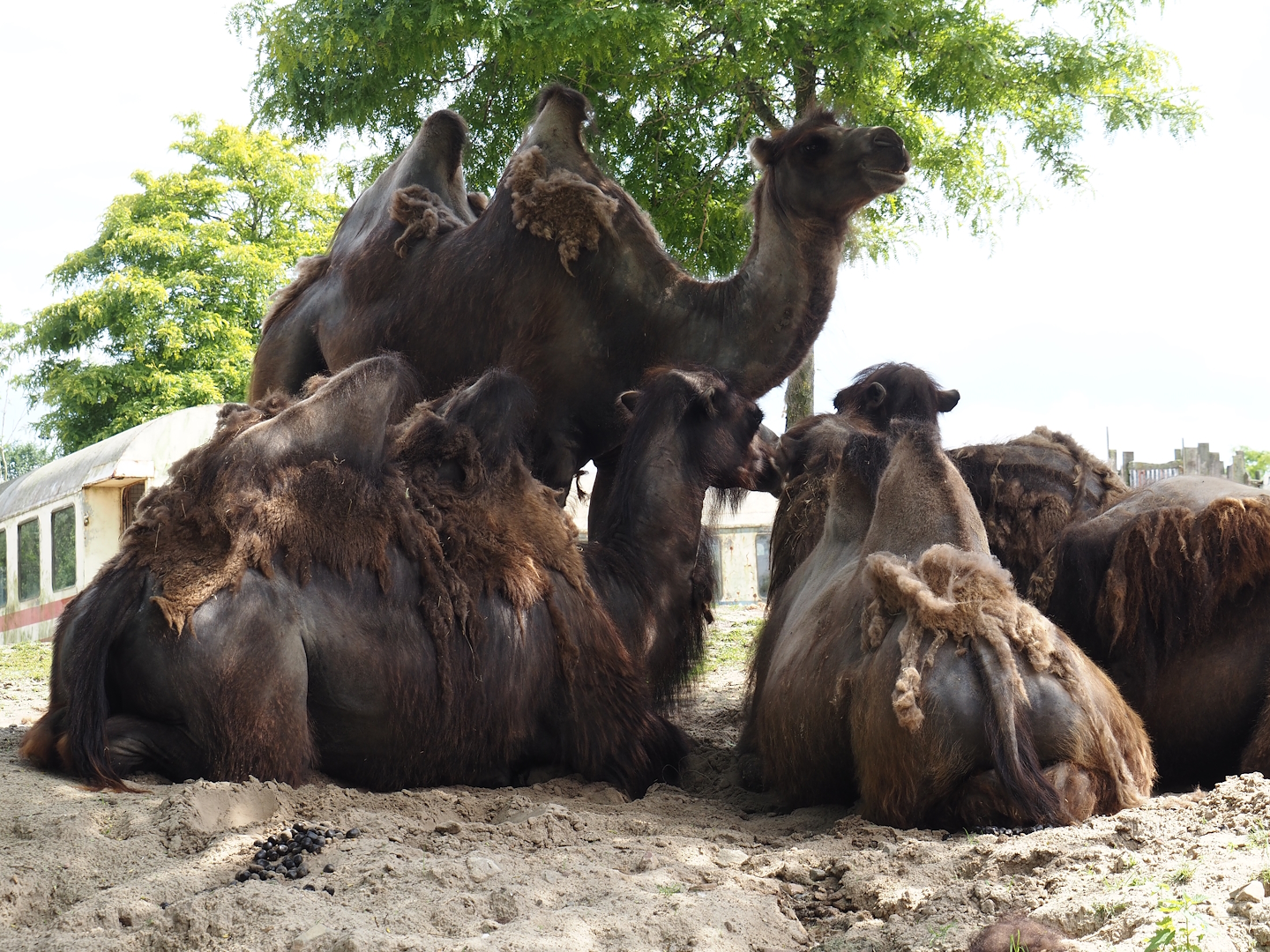 Serenga - Domestic Bactrian camels (Camelus bactrianus), 2024-06-23