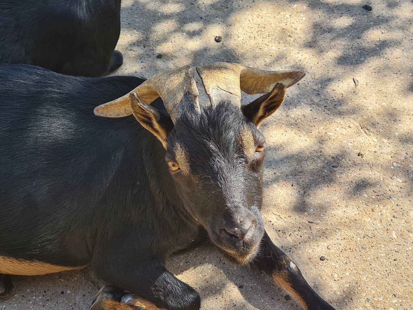 Serenga - Domestic goat