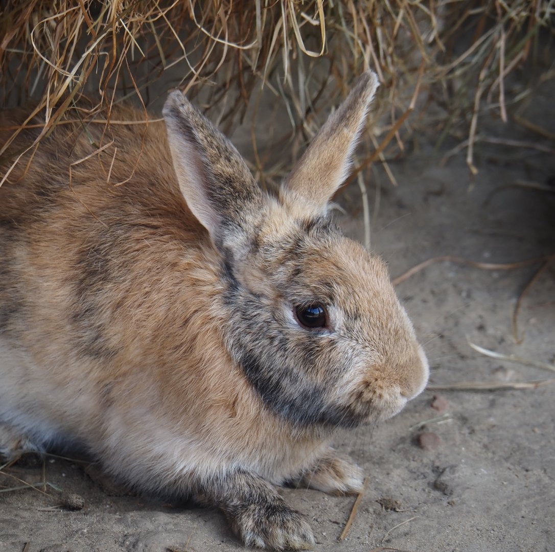 Serenga - Domestic rabbit (Oryctolagus cuniculus domesticus), 2024-06-23