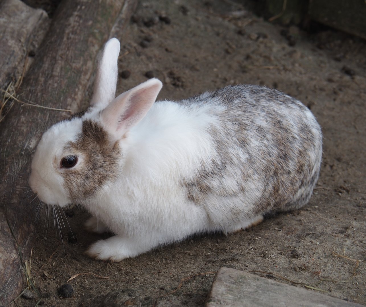 Serenga - Domestic rabbit (Oryctolagus cuniculus domesticus), 2024-06-23