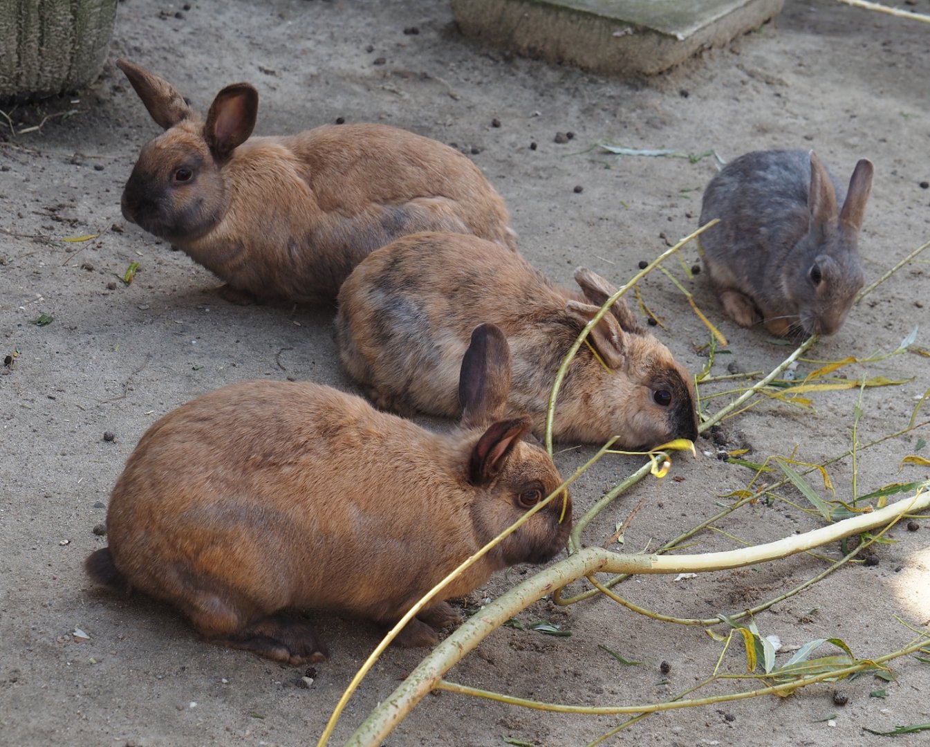 Serenga - Domestic rabbits (Oryctolagus cuniculus domesticus), 2024-06-23
