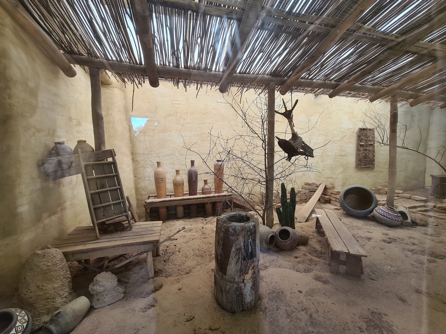 Serenga - Dwarf mongoose enclosure