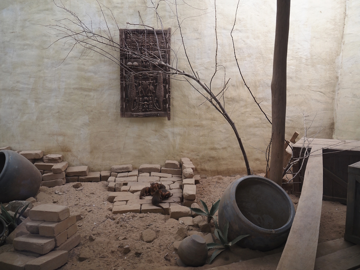 Serenga - Dwarf mongoose exhibit, 2024-06-23