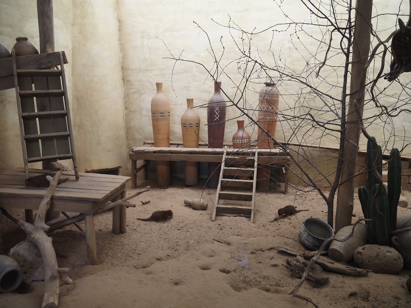 Serenga - Dwarf mongoose exhibit, 2024-06-23