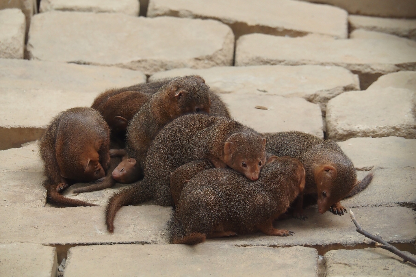 Serenga - Dwarf mongooses (Helogale parvula), 2024-06-23