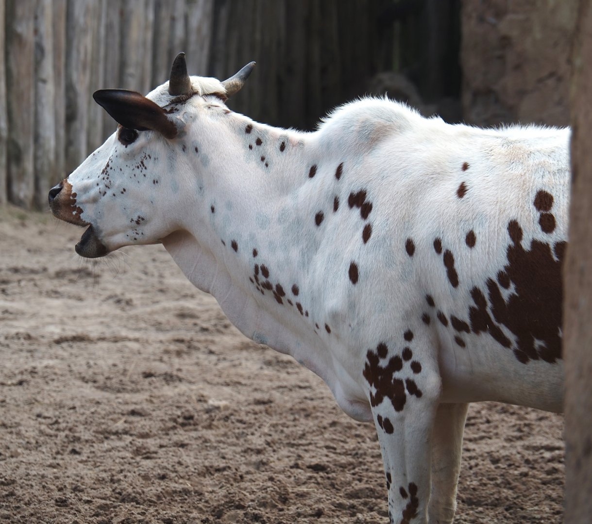 Serenga - Dwarf zebu (Bos taurus indicus), 2024-06-23