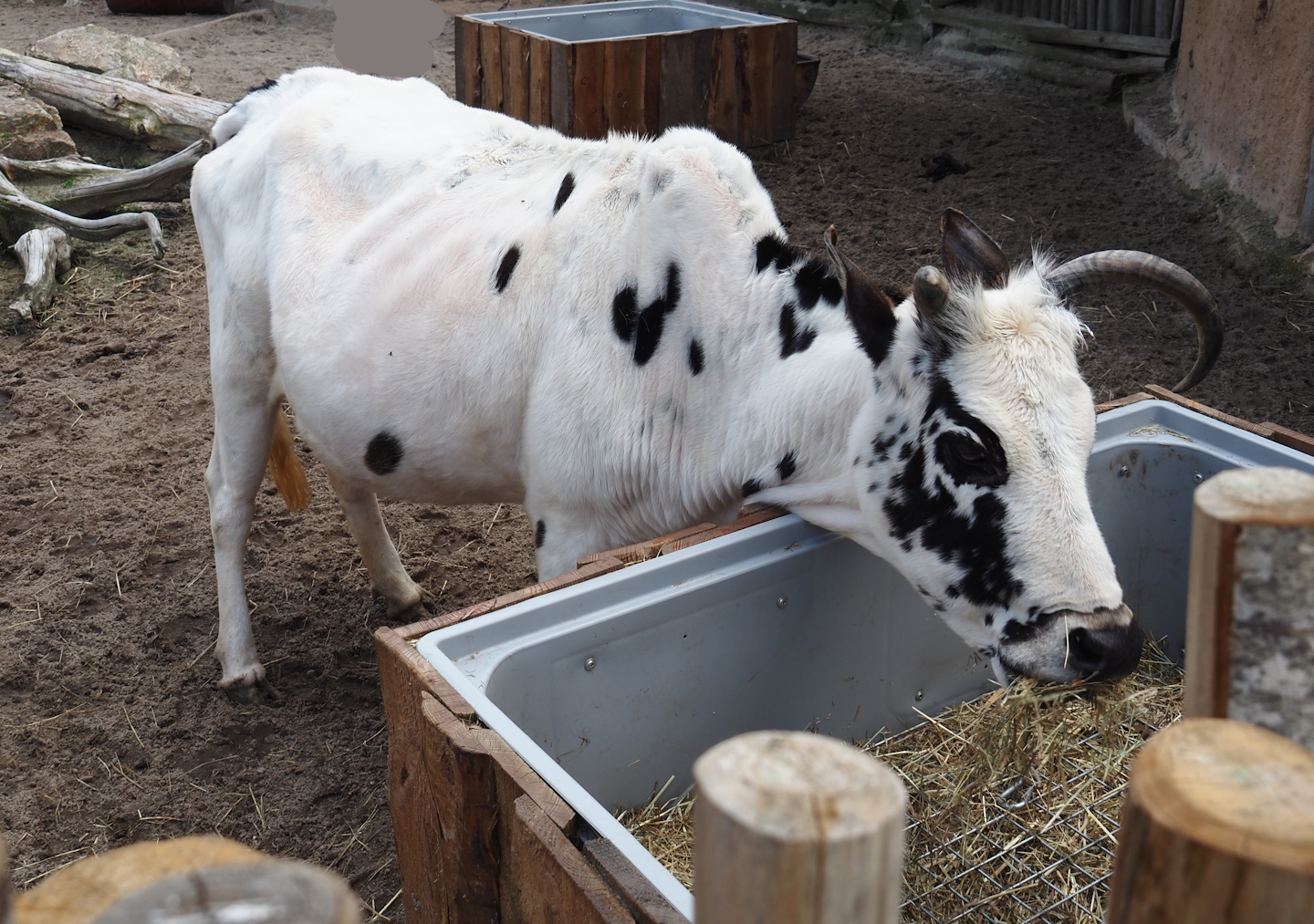 Serenga - Dwarf zebu (Bos taurus indicus), 2024-06-23