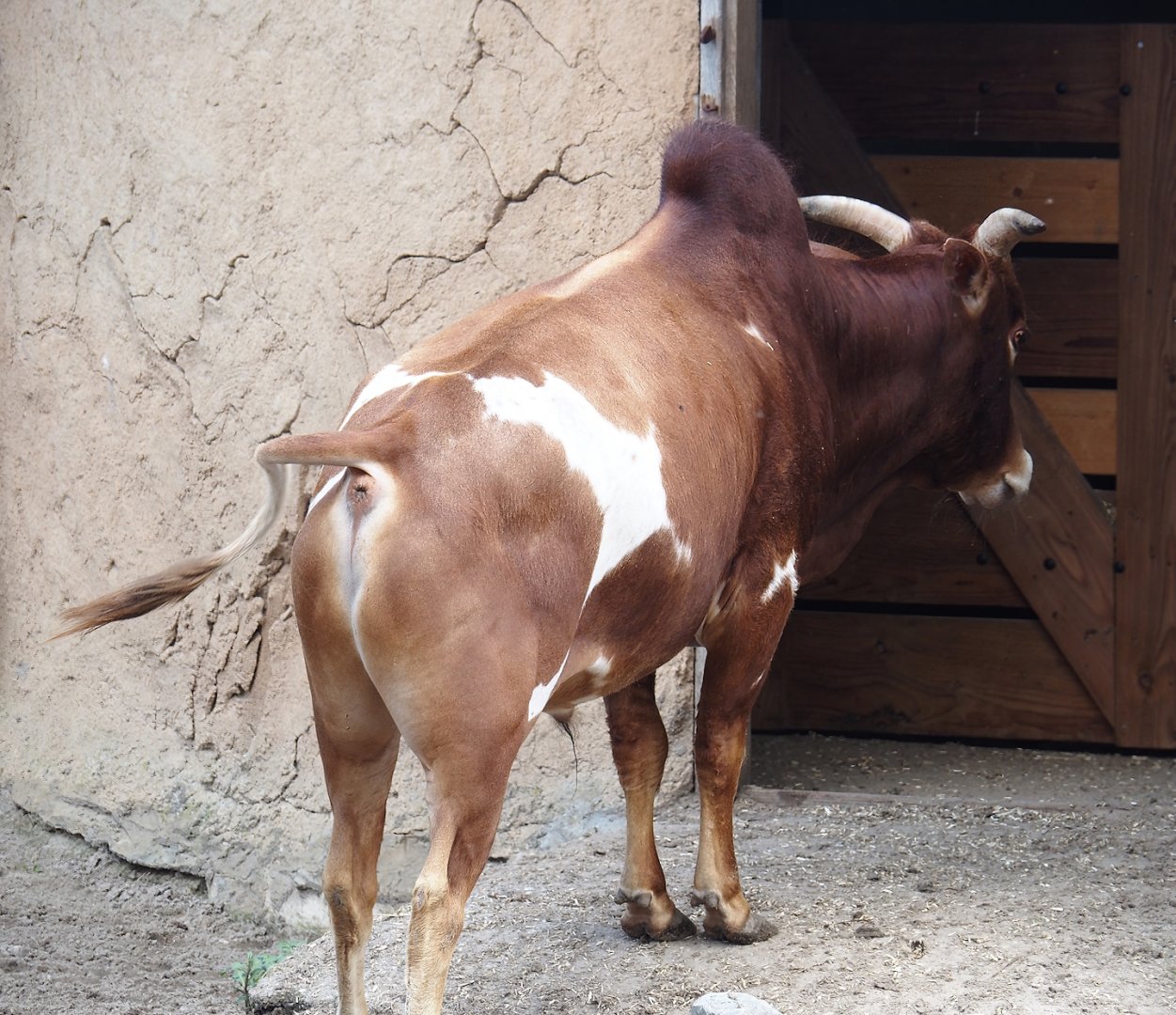 Serenga - Dwarf zebu (Bos taurus indicus), 2024-06-23