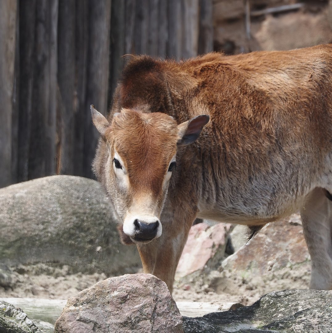 Serenga - Dwarf zebu (Bos taurus indicus), 2024-06-23