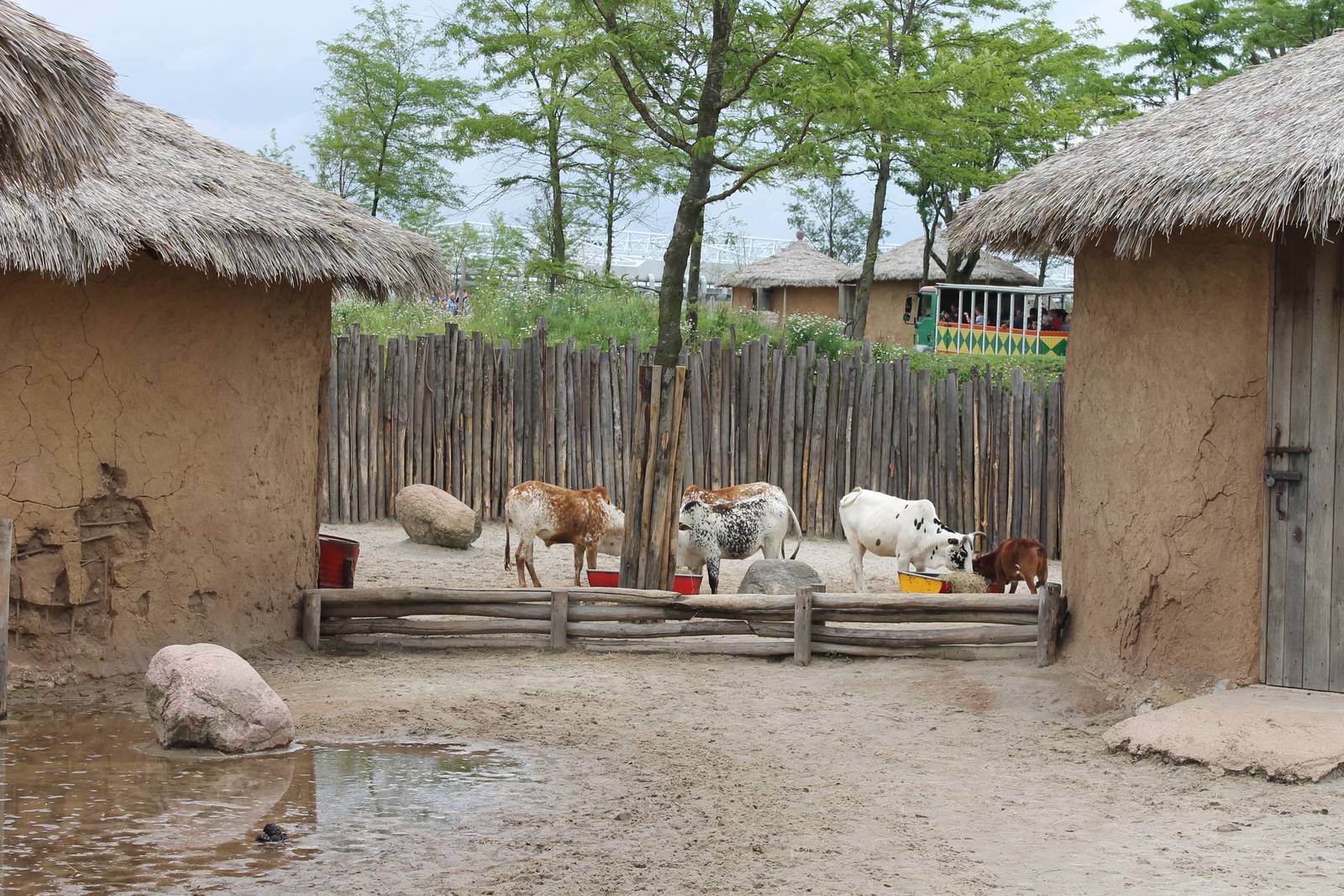SERENGA : Dwarf zebu enclosure