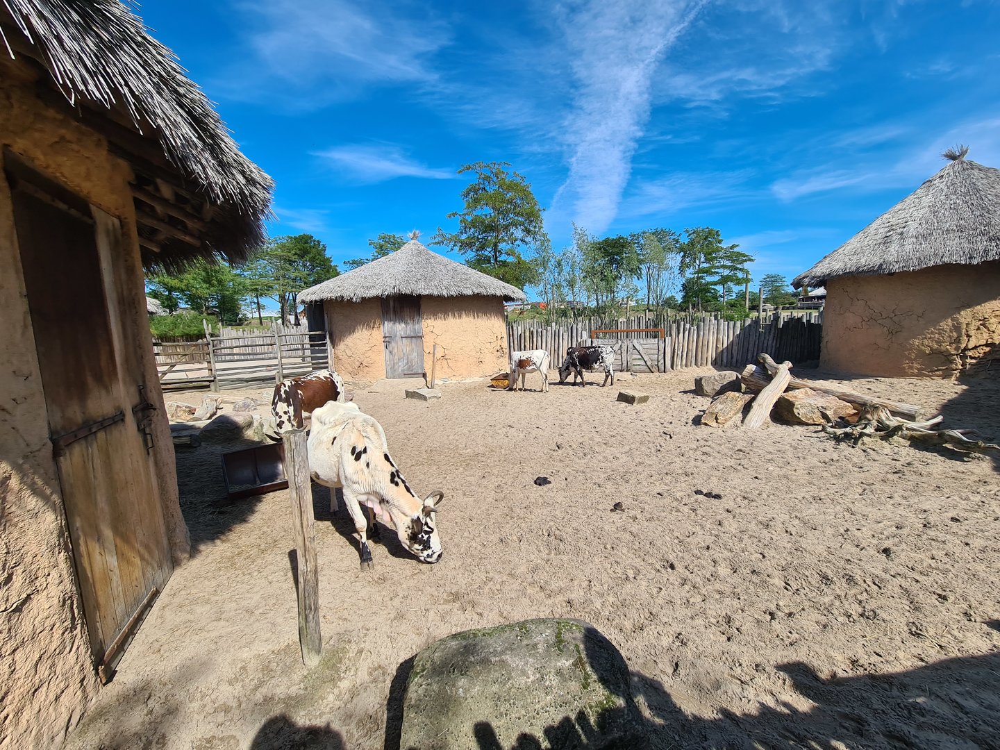 Serenga - Dwarf zebu enclosure