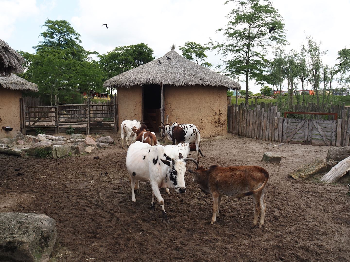 Serenga - Dwarf zebu paddock, 2024-06-23