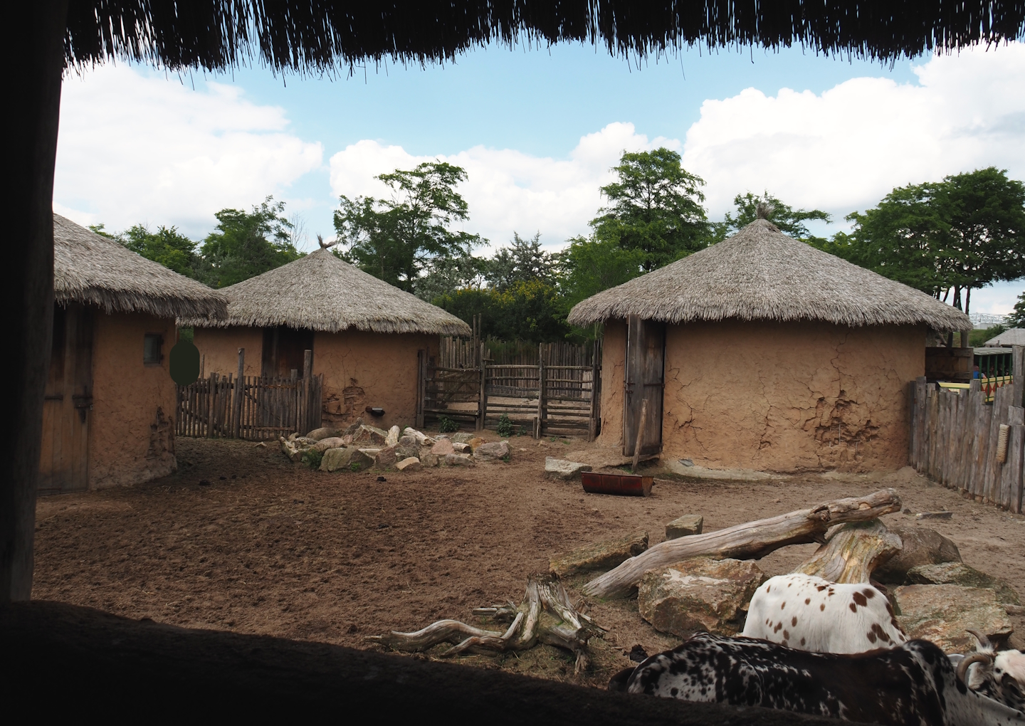 Serenga - Dwarf zebu paddock, 2024-06-23