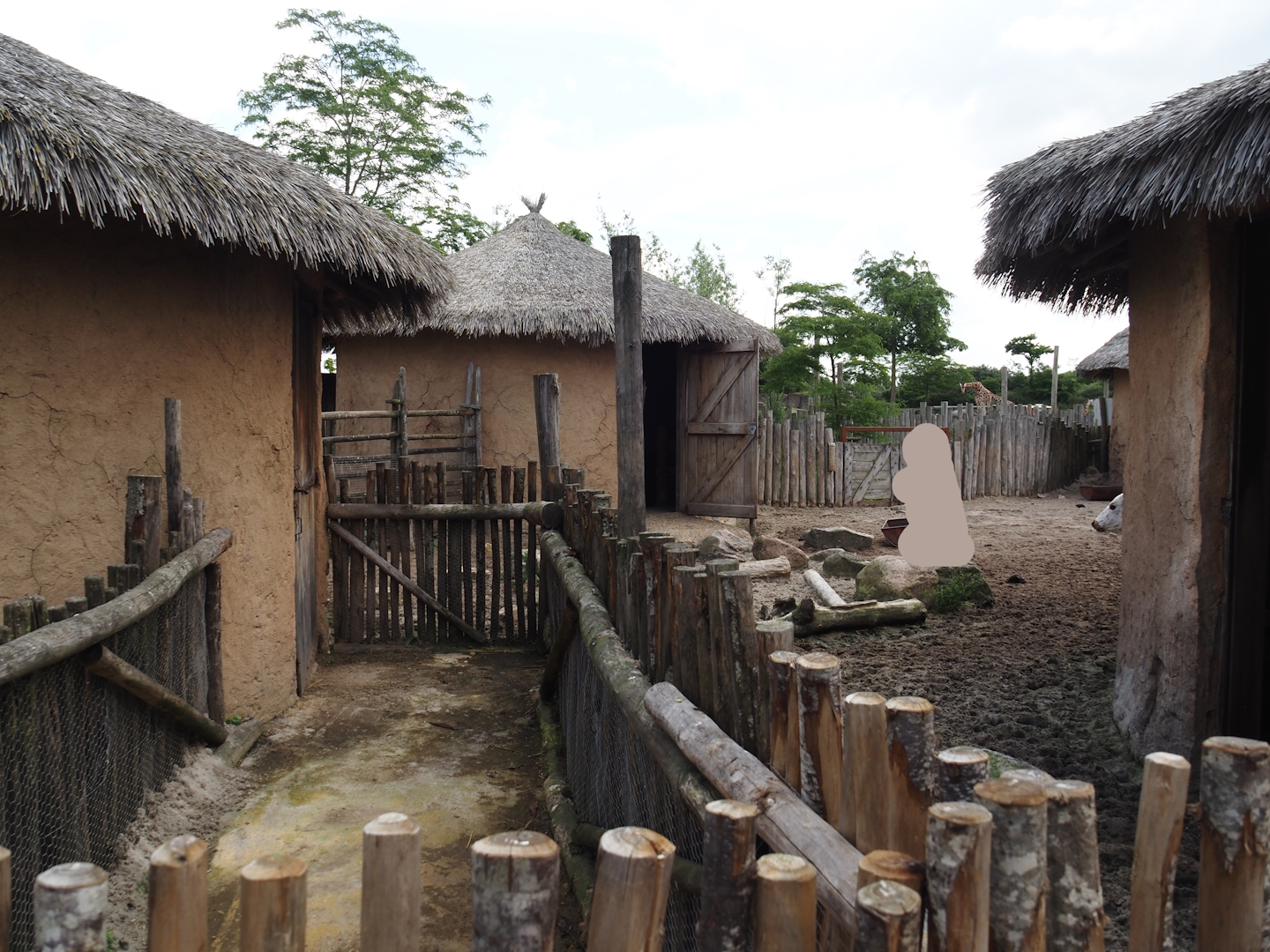 Serenga - Dwarf zebu paddock and keeper corridor between red river hogs and zebus, 2024-06-23