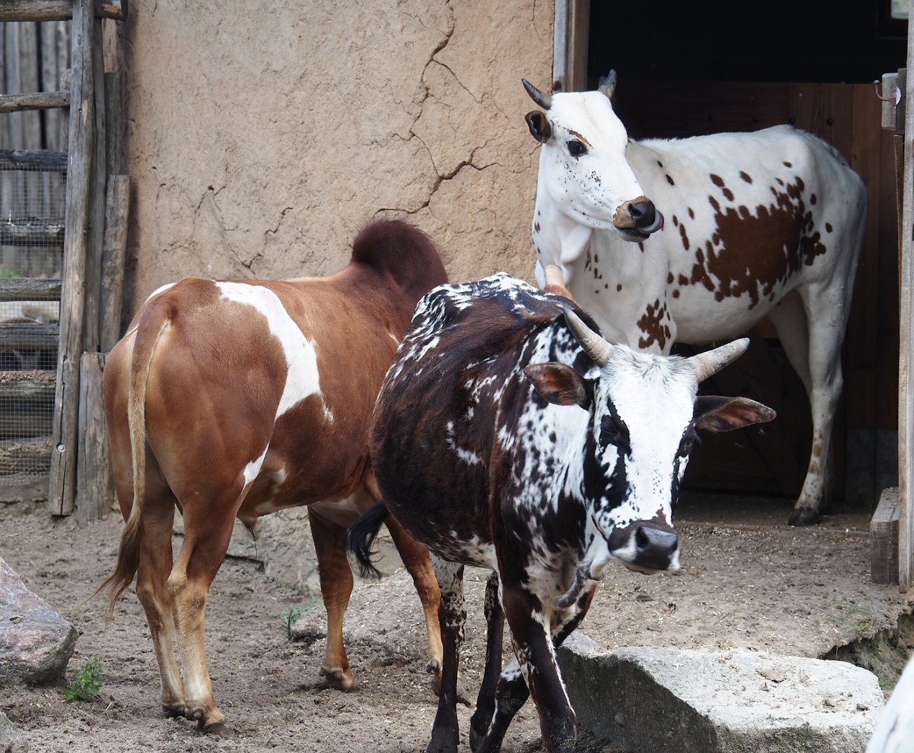 Serenga - Dwarf zebus (Bos taurus indicus), 2024-06-23