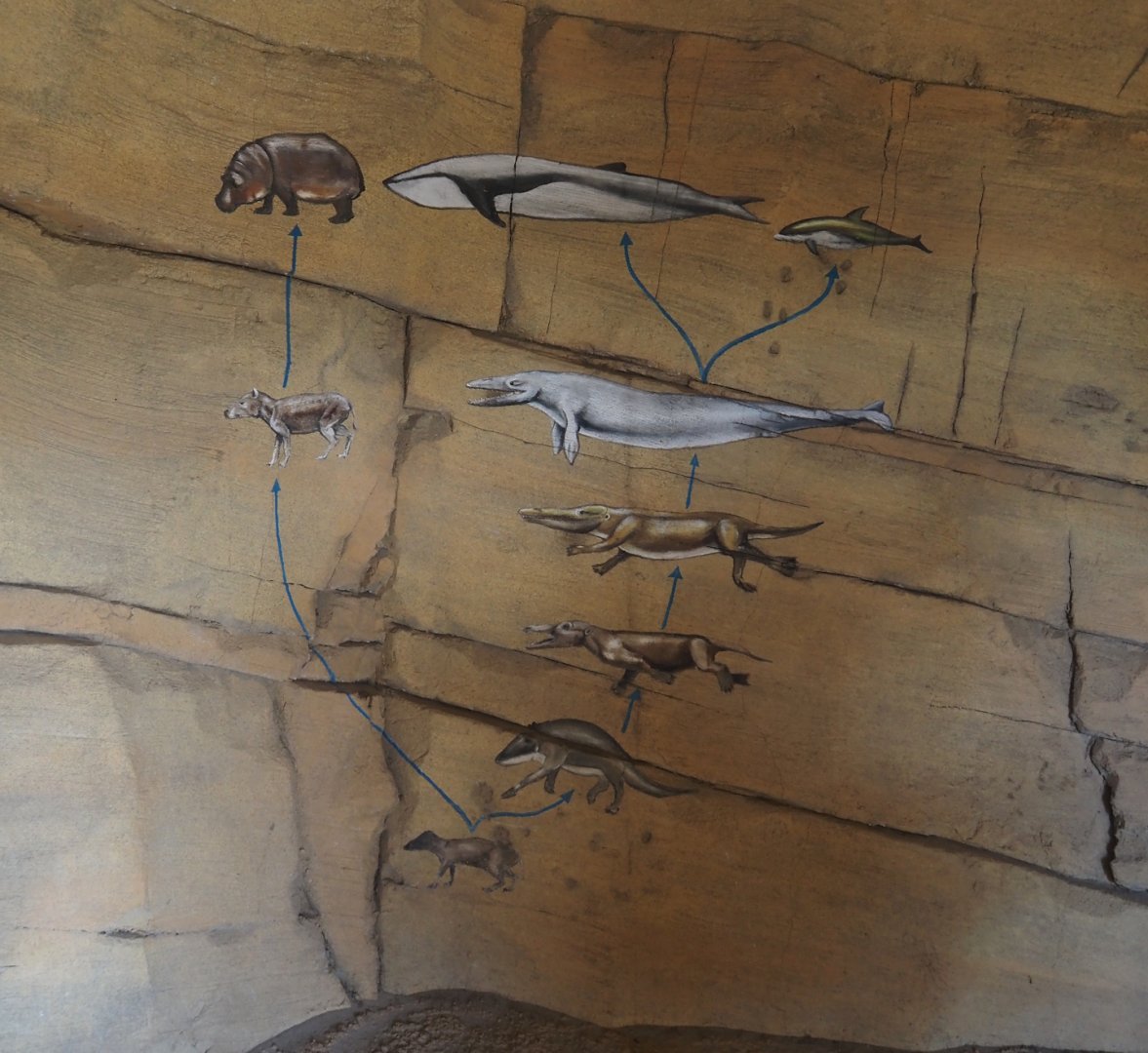 Serenga - Evolution of hippopotamuses and cetaceans mural, 2024-06-23