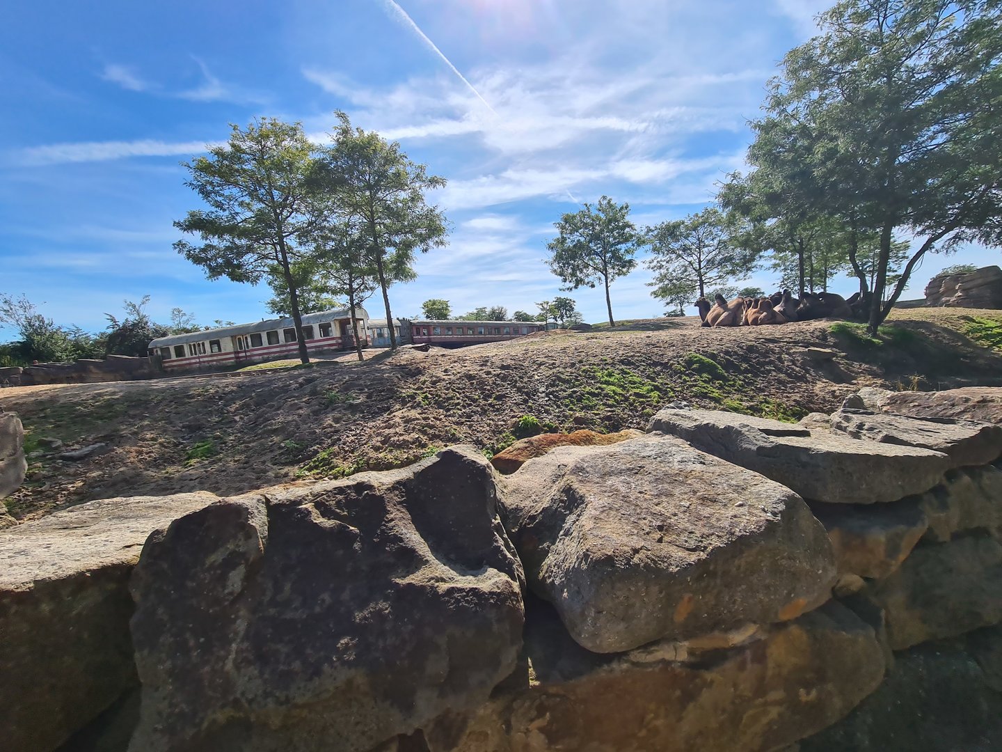 Serenga - First view of Desert enclosure