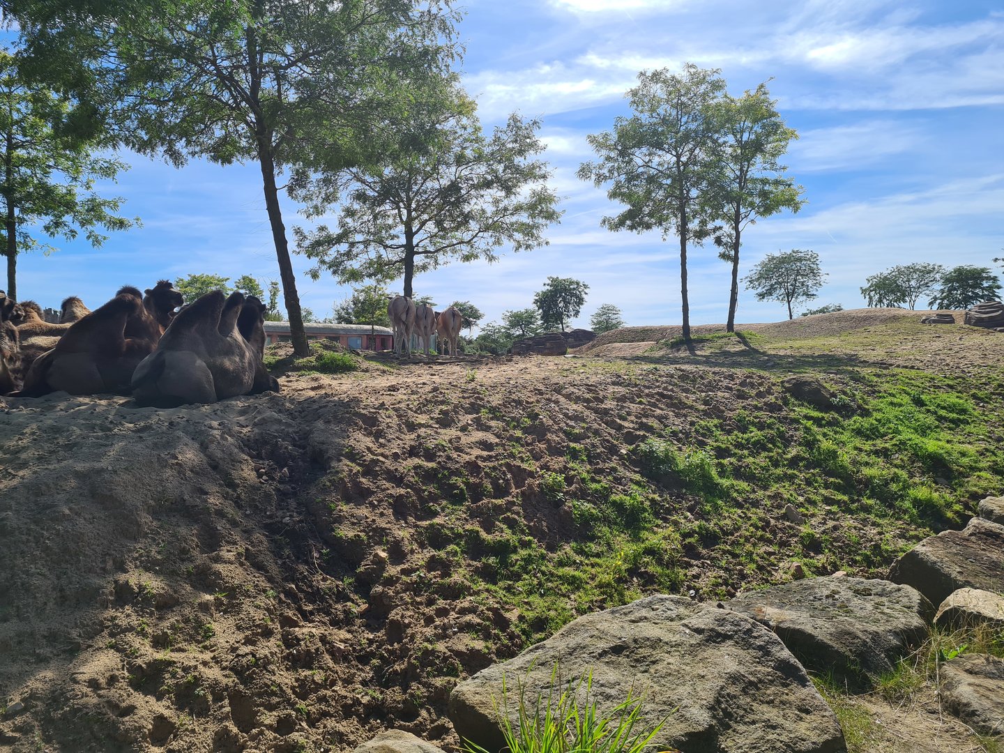 Serenga - First view of Desert enclosure