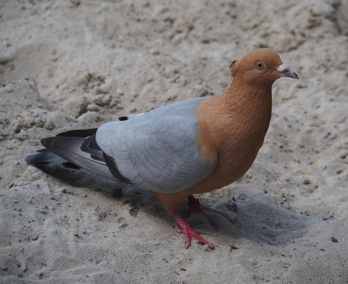Serenga - Gimpel/Archangel pigeon (Columba livia domestica), 2024-06-23