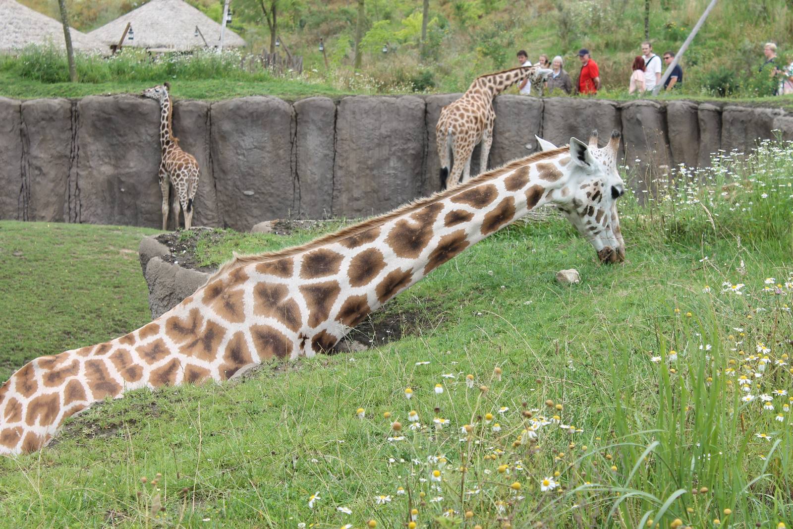 SERENGA - Giraffes