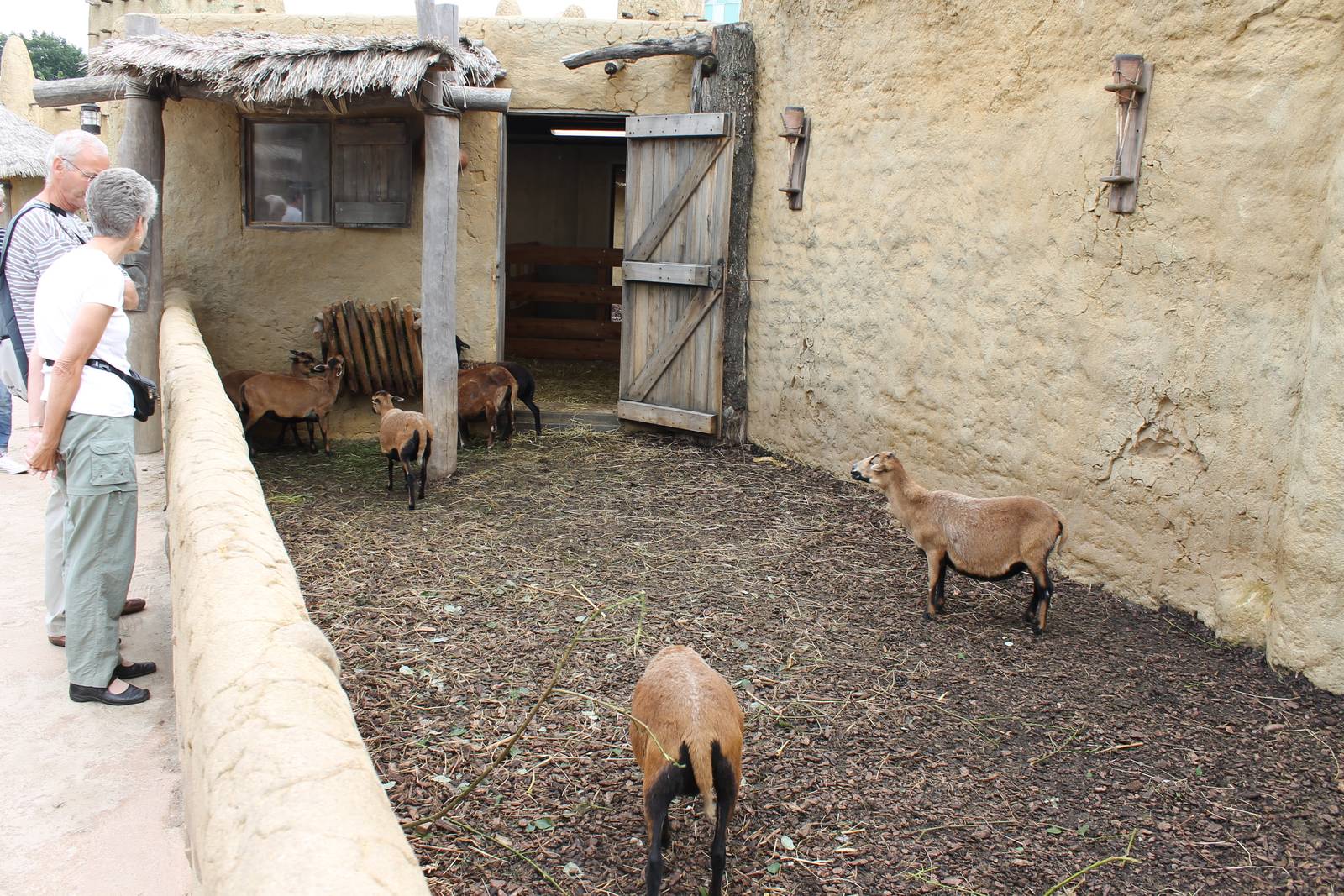 SERENGA - goat enclosure