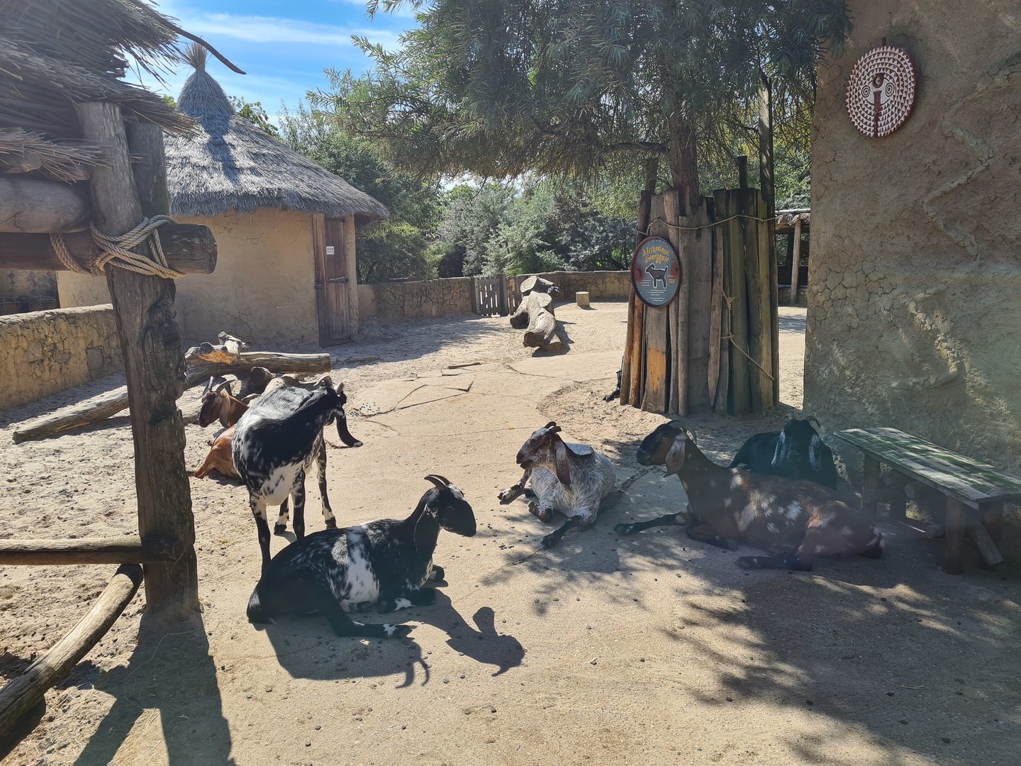 Serenga - Goat walkthrough in Dogon village