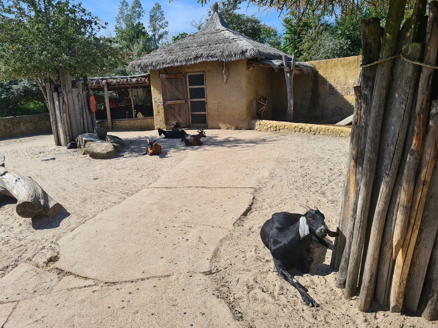Serenga - Goat walkthrough in Dogon village