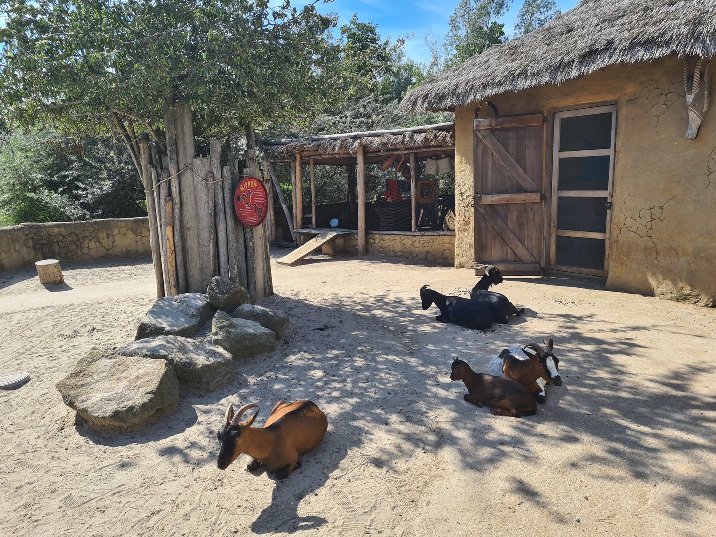 Serenga - Goat walktrough in Dogon village