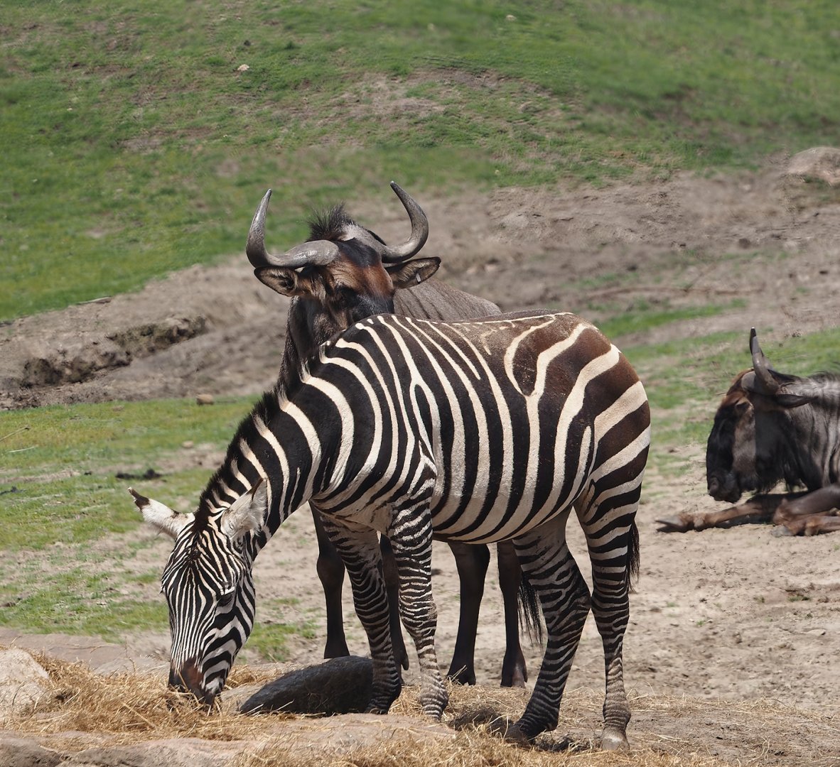 Serenga - Grant's zebra (Equus quagga boehmi) and Blue wildebeest (Connochaetes taurinus taurinus), 2024-06-23